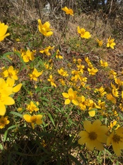Helianthus porteri