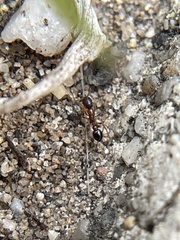 Cardiocondyla mauritanica