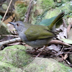 Camaroptera brachyura