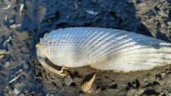 Cyrtopleura costata