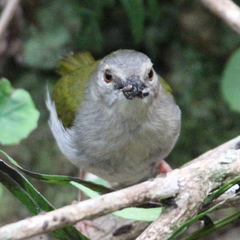 Camaroptera brachyura