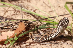 Vipera renardi