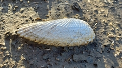 Cyrtopleura costata
