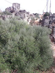 Olea europaea europaea