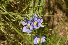 Nemastylis geminiflora