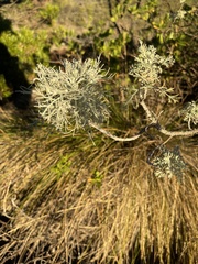 Artemisia mauiensis
