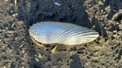 Cyrtopleura costata