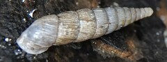 Alinda biplicata