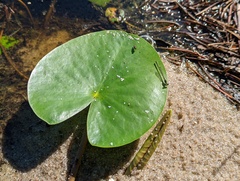 Nymphaea odorata