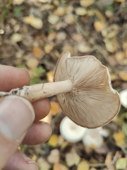 Clitocybe rivulosa