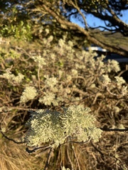 Artemisia mauiensis