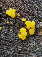 Dacrymyces capitatus