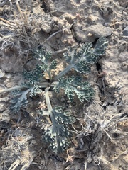 Vesper purpurascens