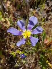 Calydorea xiphioides