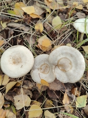 Clitocybe rivulosa