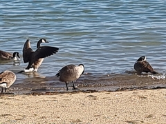 Branta canadensis