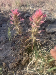 Castilleja angustifolia