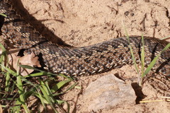 Vipera renardi