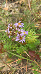 Ionactis linariifolia