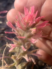 Castilleja angustifolia
