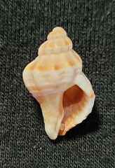Vokesinotus perrugatus