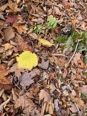 Acer pensylvanicum