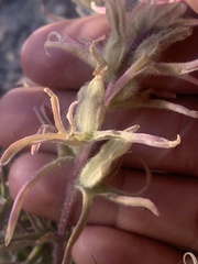 Castilleja angustifolia