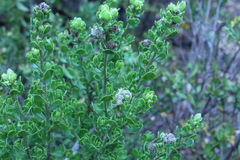 Baccharis rhomboidalis