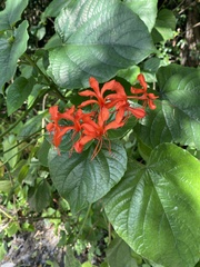 Clerodendrum