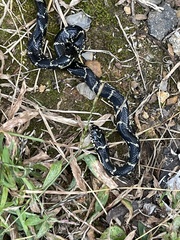 Lampropeltis getula