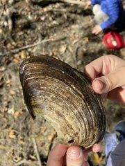 Unionidae