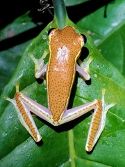 Rhacophorus lateralis