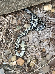 Lampropeltis getula