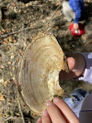 Unionidae