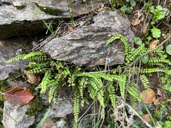 Asplenium trichomanes