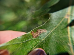Stigmella quercipulchella
