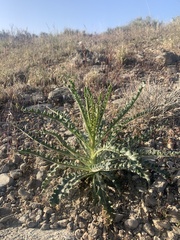 Mentzelia laevicaulis