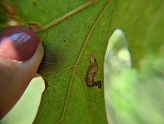 Stigmella quercipulchella