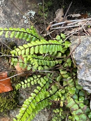 Asplenium trichomanes