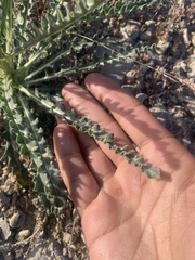 Mentzelia laevicaulis