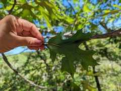 Stigmella quercipulchella