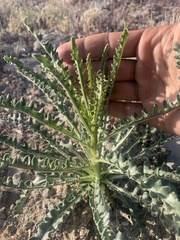 Mentzelia laevicaulis