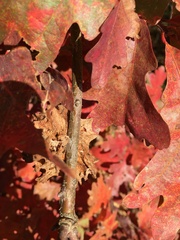 Callirhytis seminator