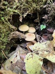 Psathyrella piluliformis