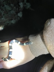 Rhinocheilus lecontei