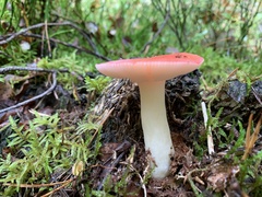 Russula