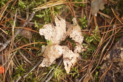 Geastrum rufescens