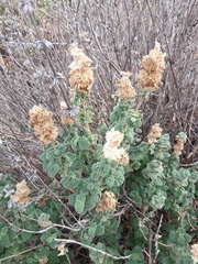 Pseudodictamnus hirsutus