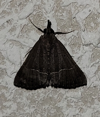 Hypena umbralis