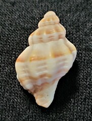 Vokesinotus perrugatus